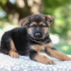 Image of Axel, a German Shepherd puppy