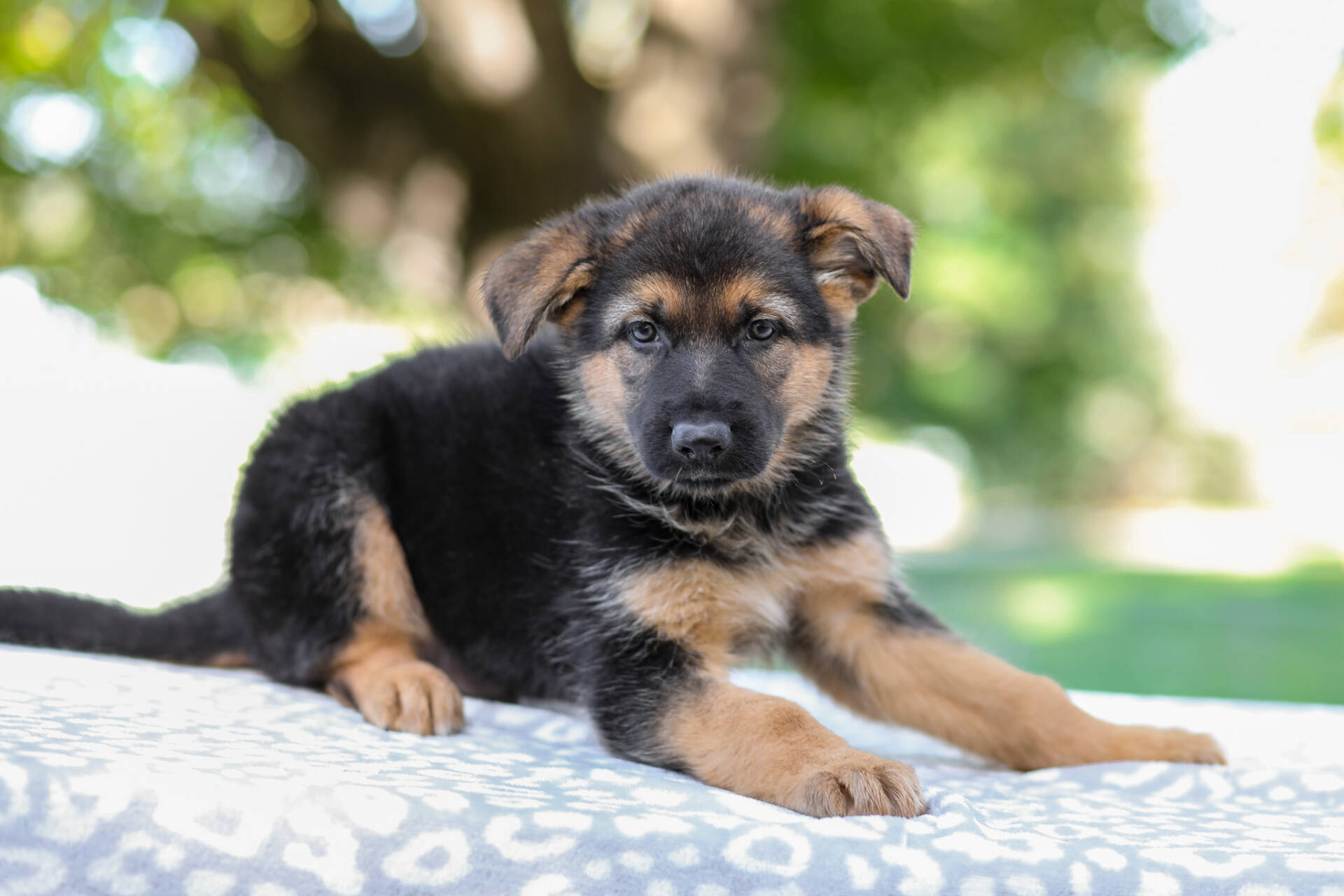 Axel Image of Axel, a German Shepherd puppy