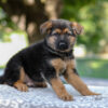 Image of Axel, a German Shepherd puppy