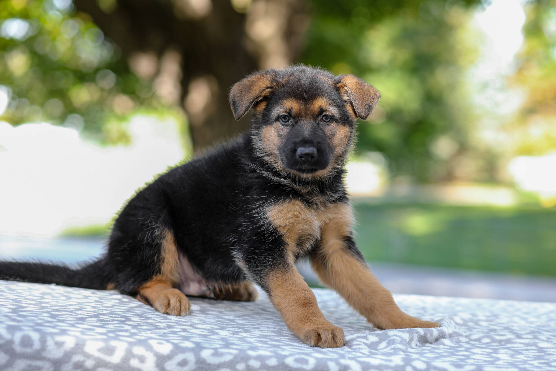 Axel Image of Axel, a German Shepherd puppy