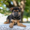 Image of Axel, a German Shepherd puppy