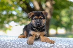 Axel Image of Axel, a German Shepherd puppy