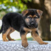 Image of Axel, a German Shepherd puppy