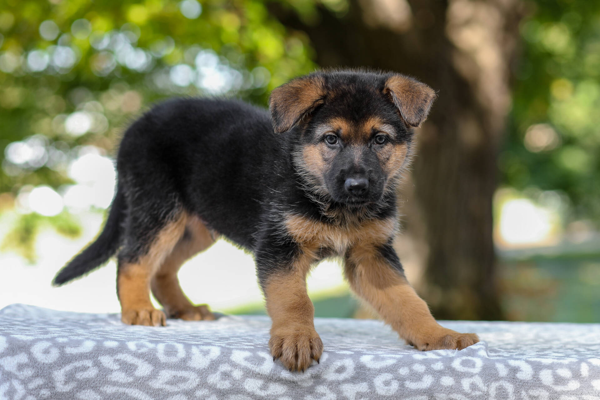 Axel Image of Axel, a German Shepherd puppy