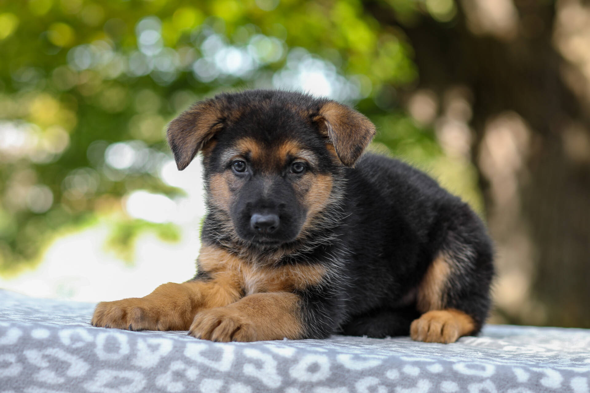 Axel Image of Axel, a German Shepherd puppy