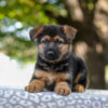 Image of Axel, a German Shepherd puppy