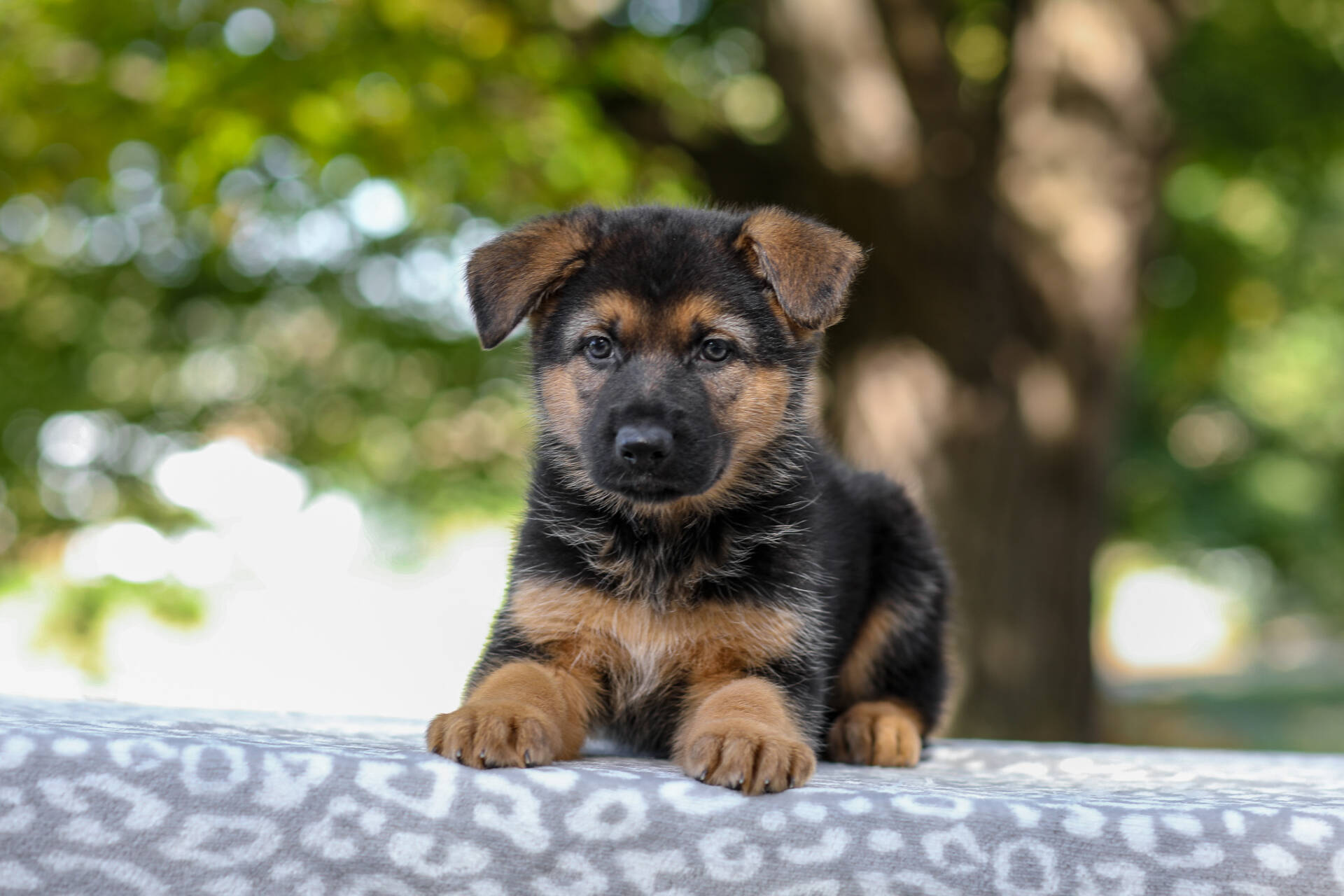 Axel Image of Axel, a German Shepherd puppy