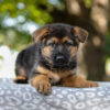 Image of Axel, a German Shepherd puppy