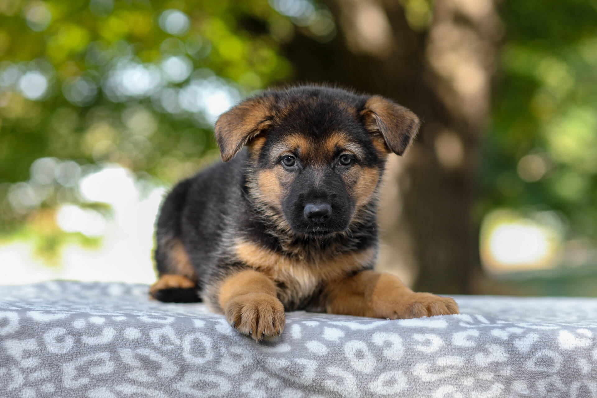 Axel Image of Axel, a German Shepherd puppy