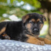 Image of Axel, a German Shepherd puppy