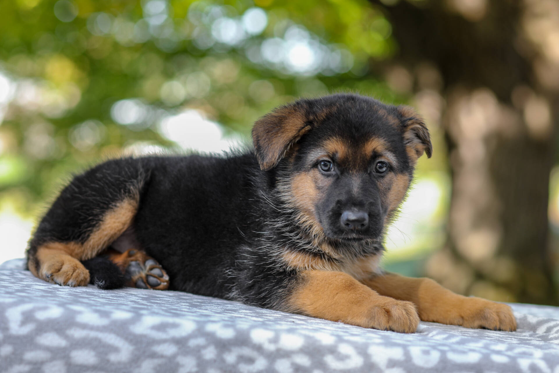 Axel Image of Axel, a German Shepherd puppy