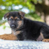 Image of Axel, a German Shepherd puppy