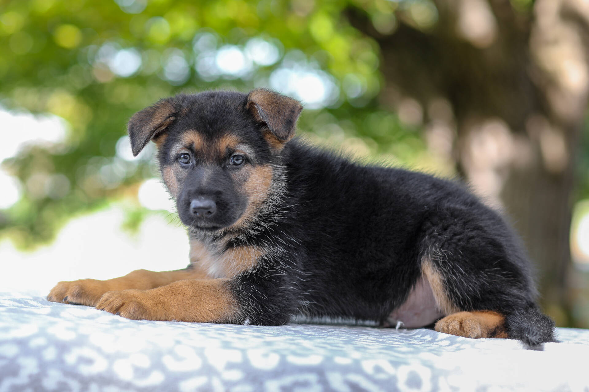 Axel Image of Axel, a German Shepherd puppy