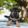 Image of Autumn, a German Shepherd puppy