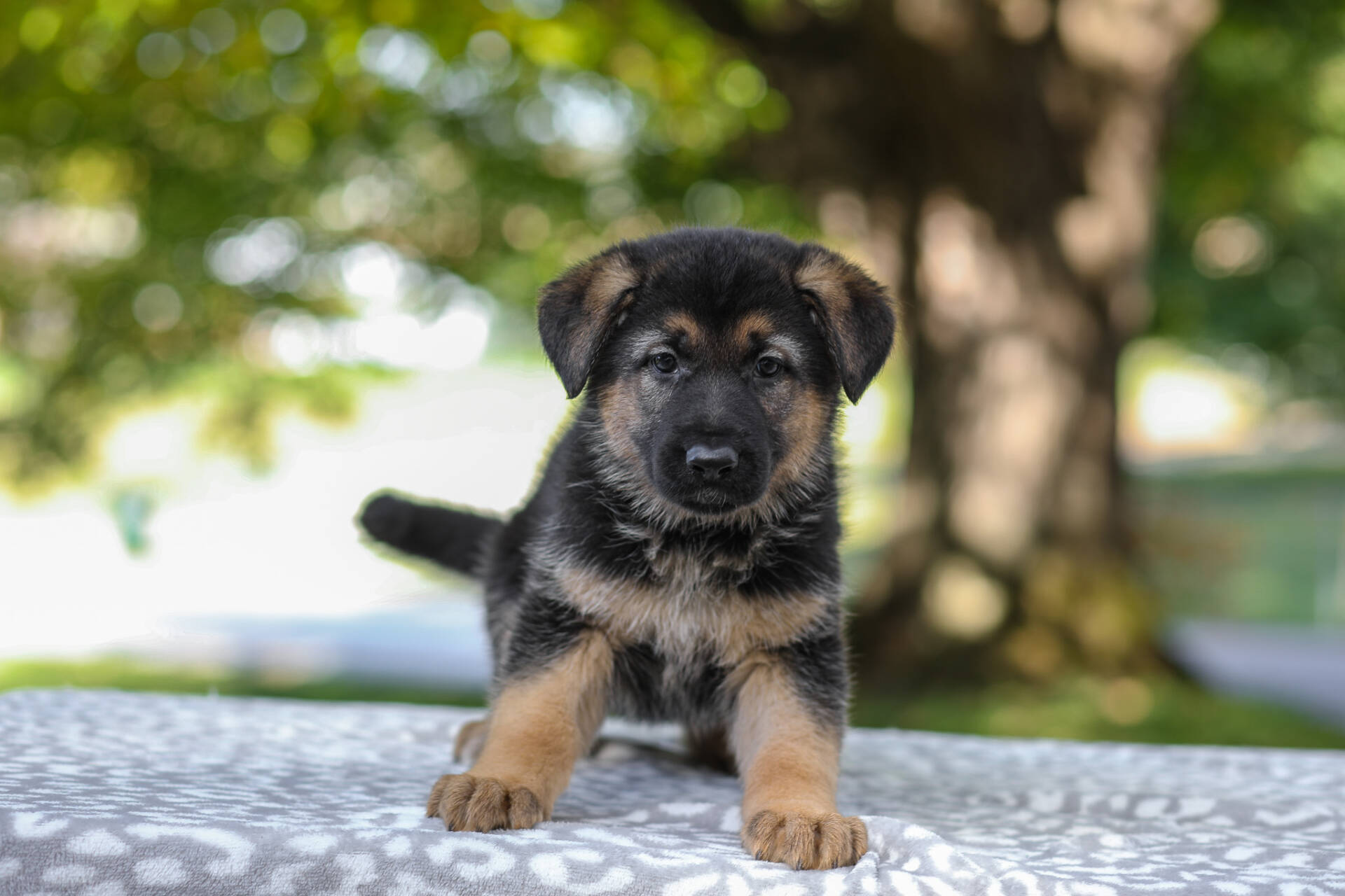 Autumn Image of Autumn, a German Shepherd puppy