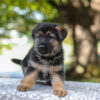 Image of Autumn, a German Shepherd puppy