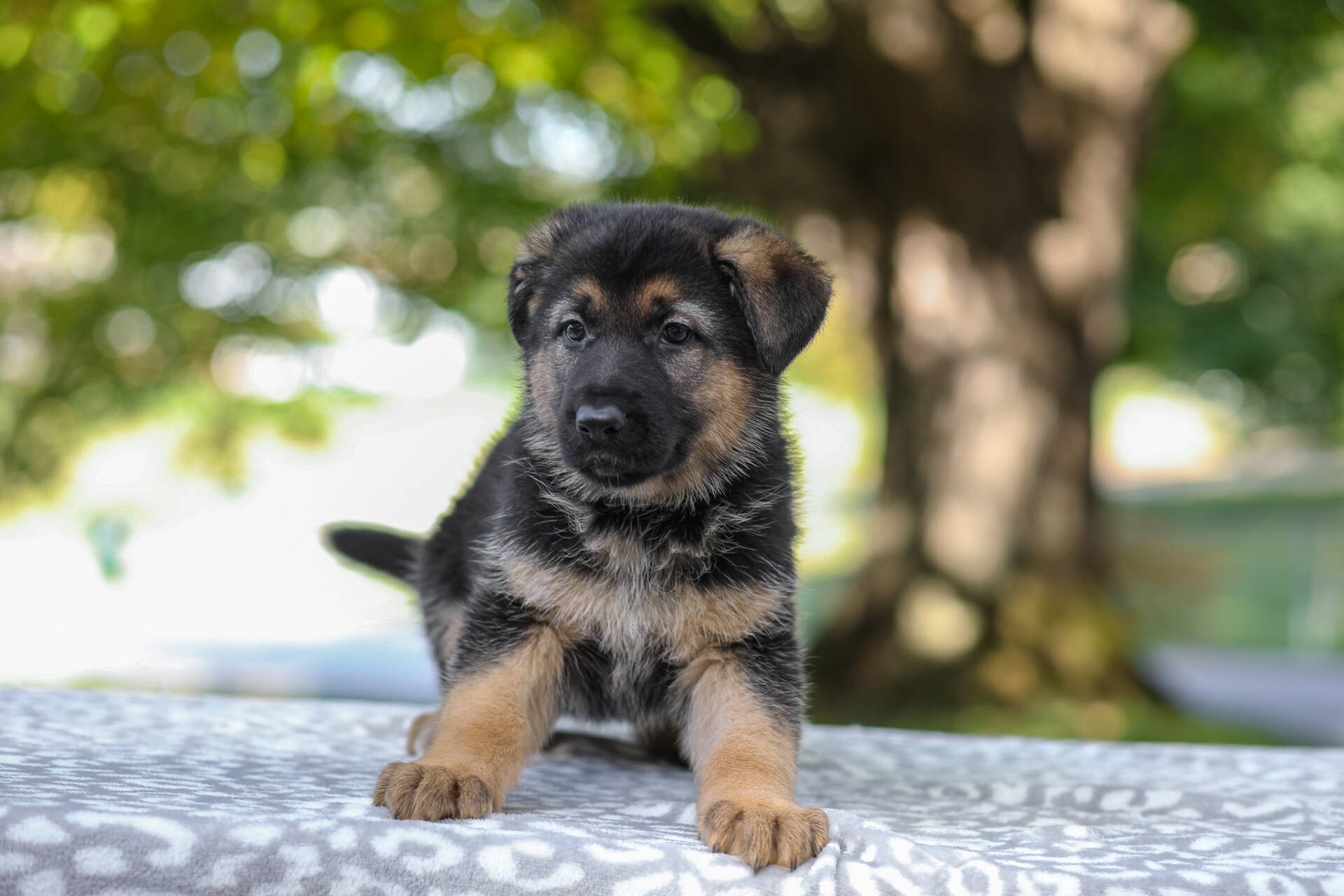 Autumn Image of Autumn, a German Shepherd puppy
