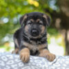 Image of Autumn, a German Shepherd puppy