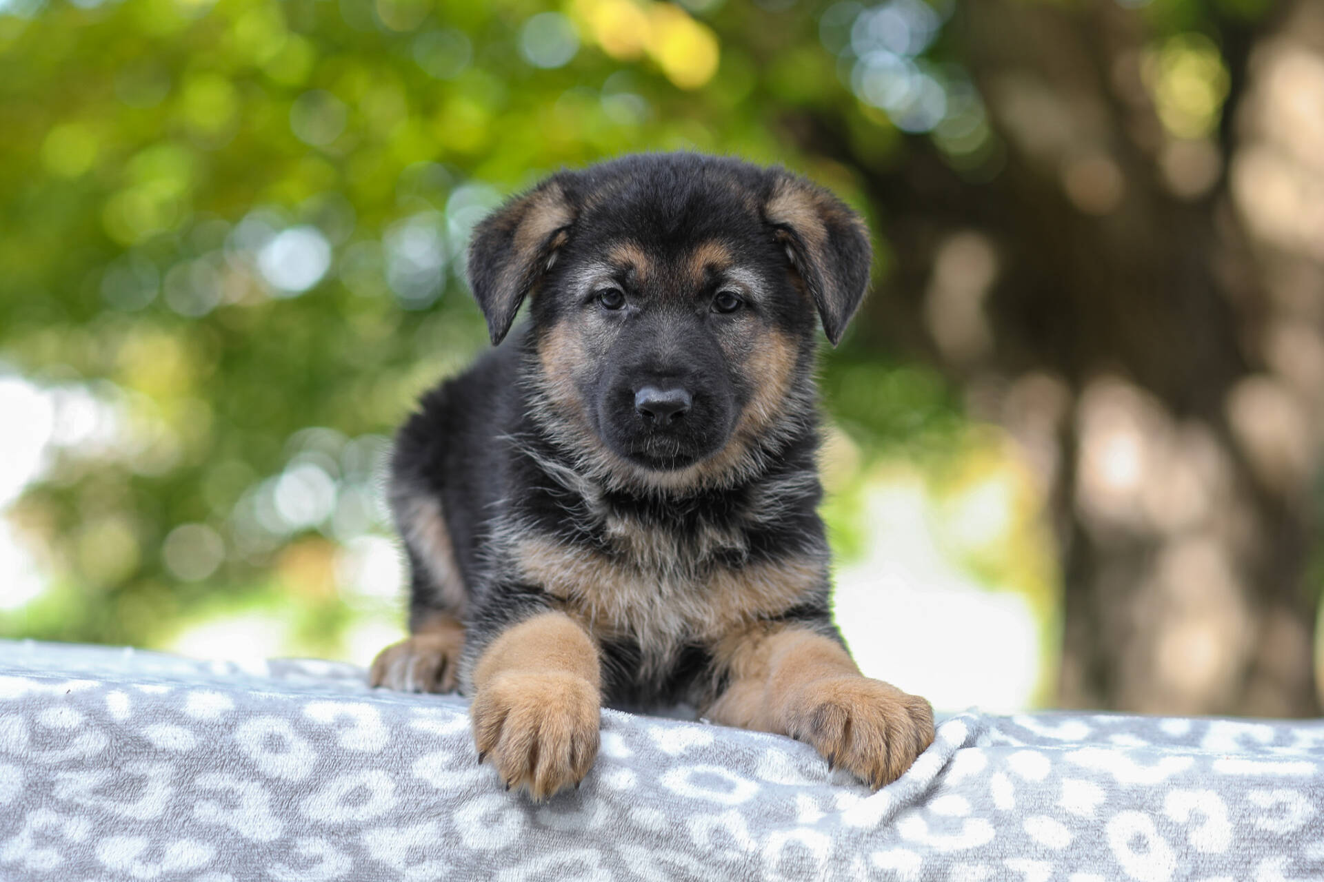 Autumn Image of Autumn, a German Shepherd puppy