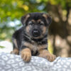 Image of Autumn, a German Shepherd puppy