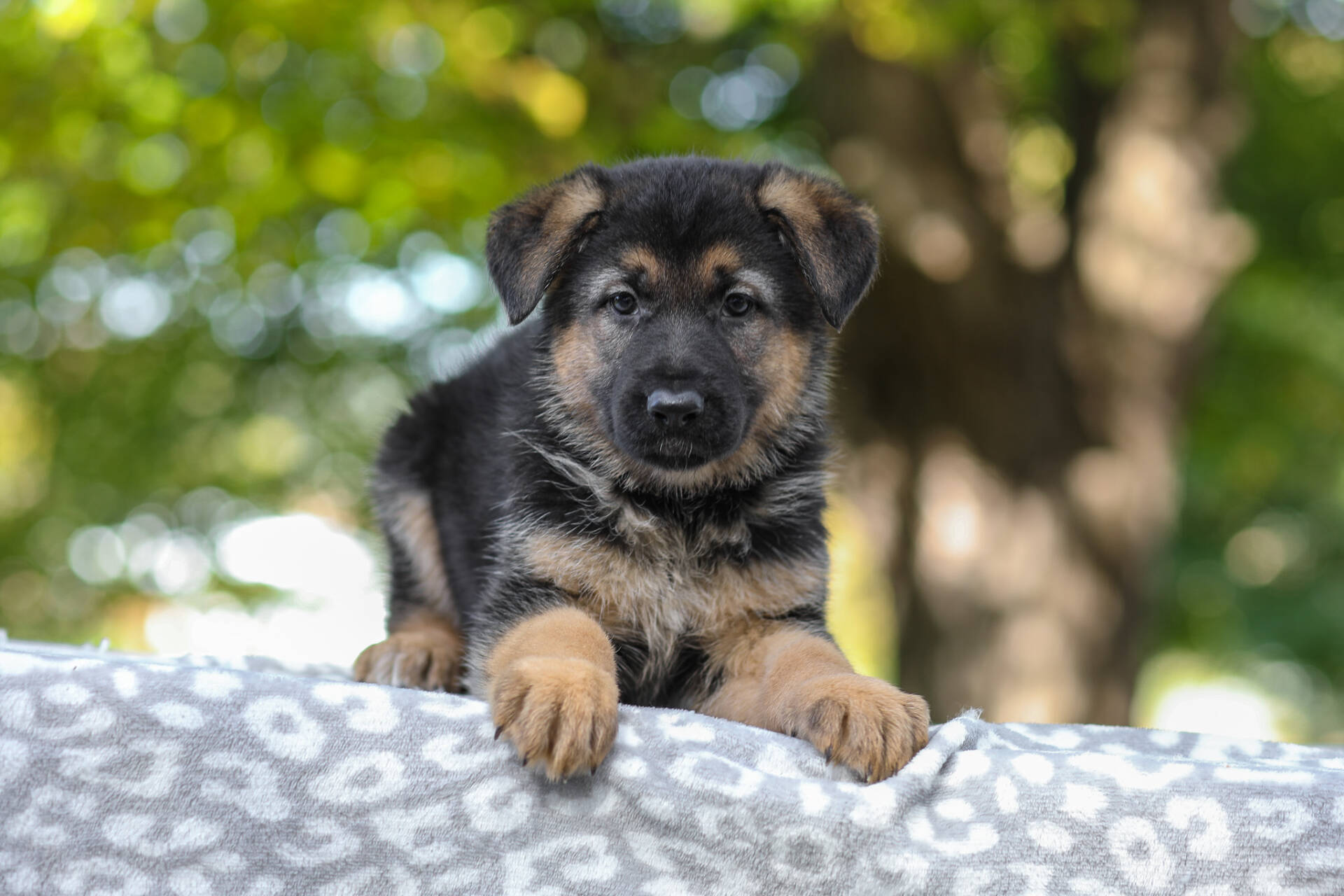 Autumn Image of Autumn, a German Shepherd puppy