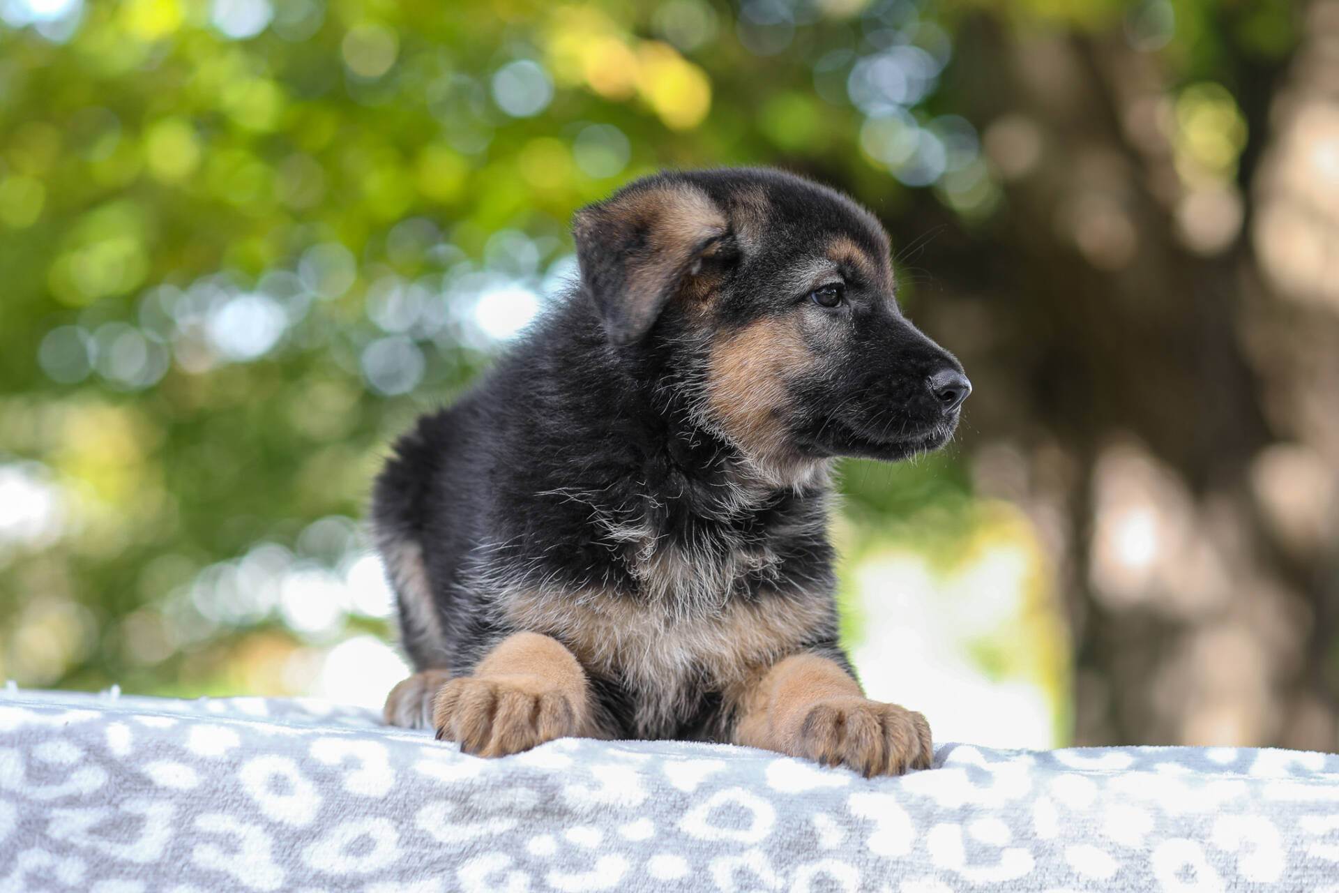 Autumn Image of Autumn, a German Shepherd puppy