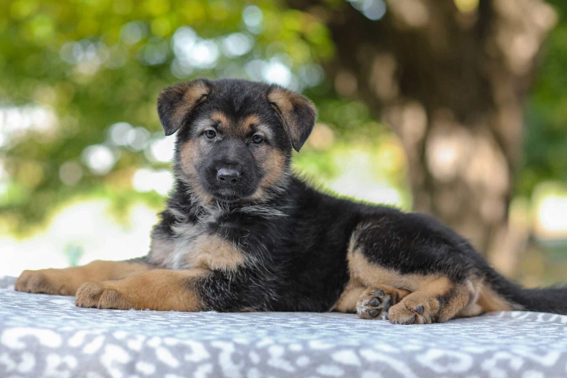 Autumn Image of Autumn, a German Shepherd puppy