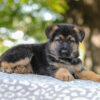 Image of Autumn, a German Shepherd puppy