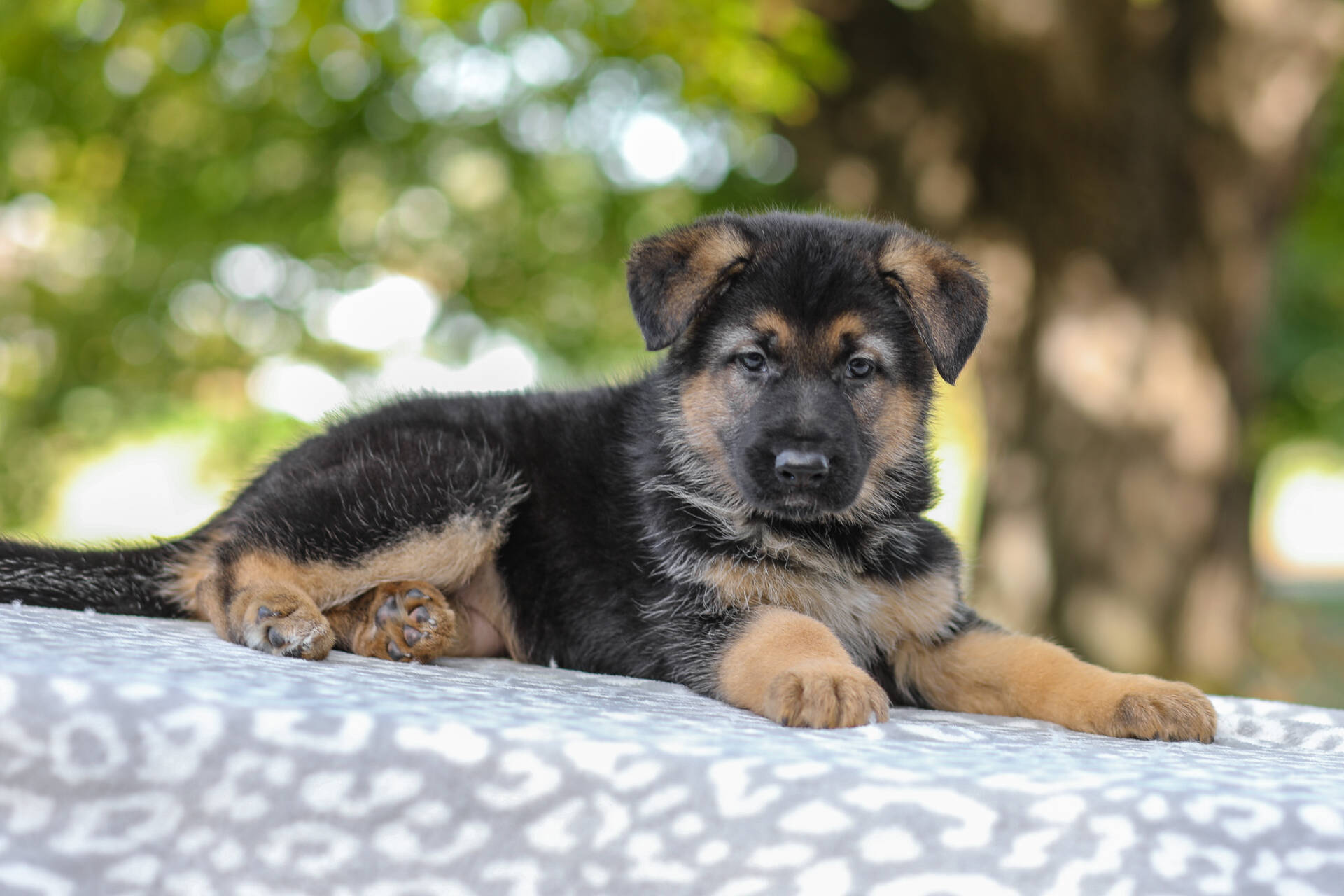 Autumn Image of Autumn, a German Shepherd puppy