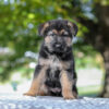 Image of Autumn, a German Shepherd puppy