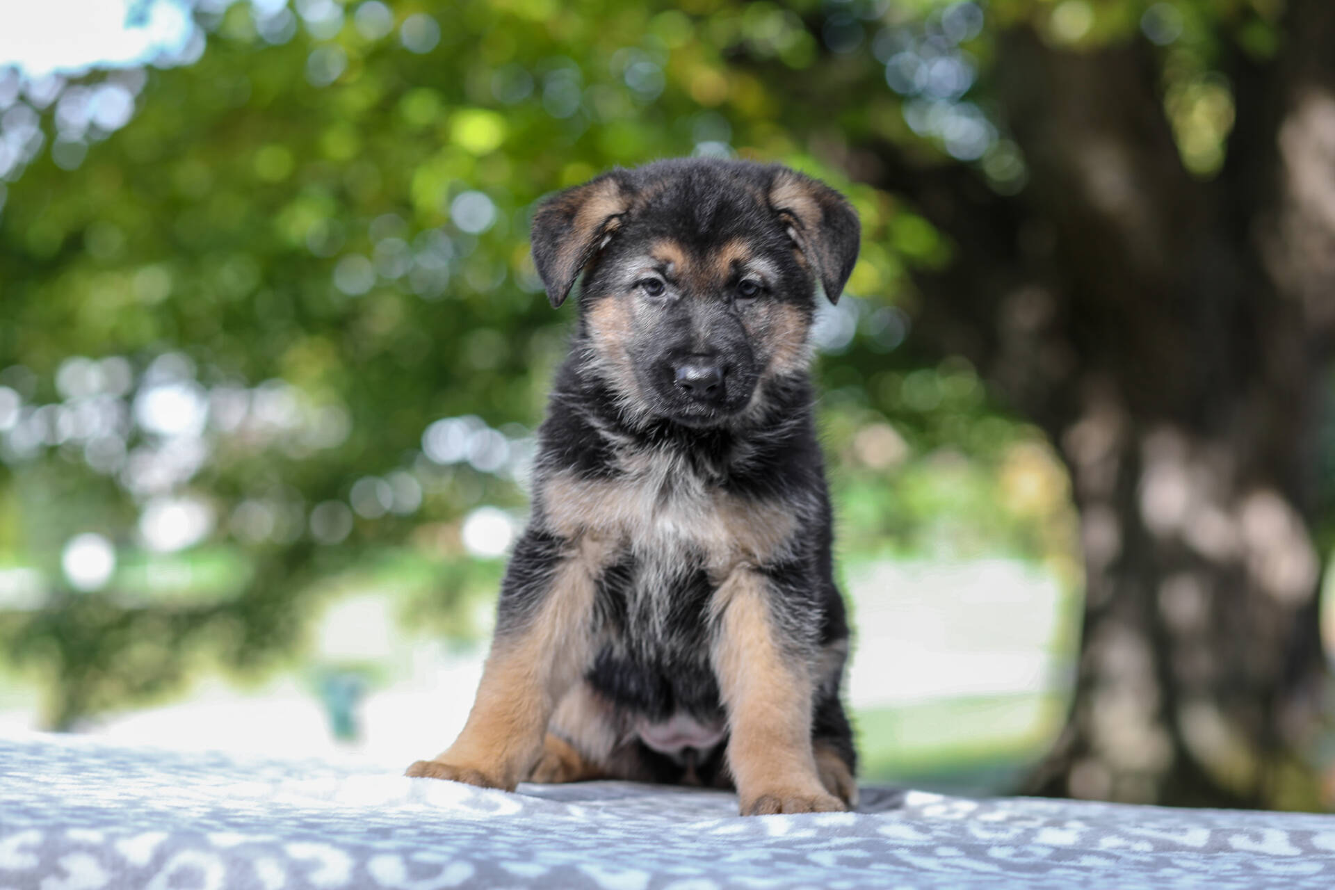 Autumn Image of Autumn, a German Shepherd puppy