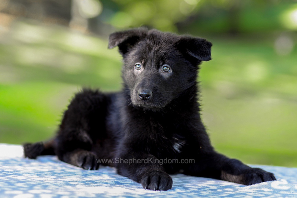 Winter Image of Winter, a German Shepherd puppy