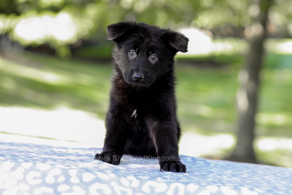 Winter Image of Winter, a German Shepherd puppy