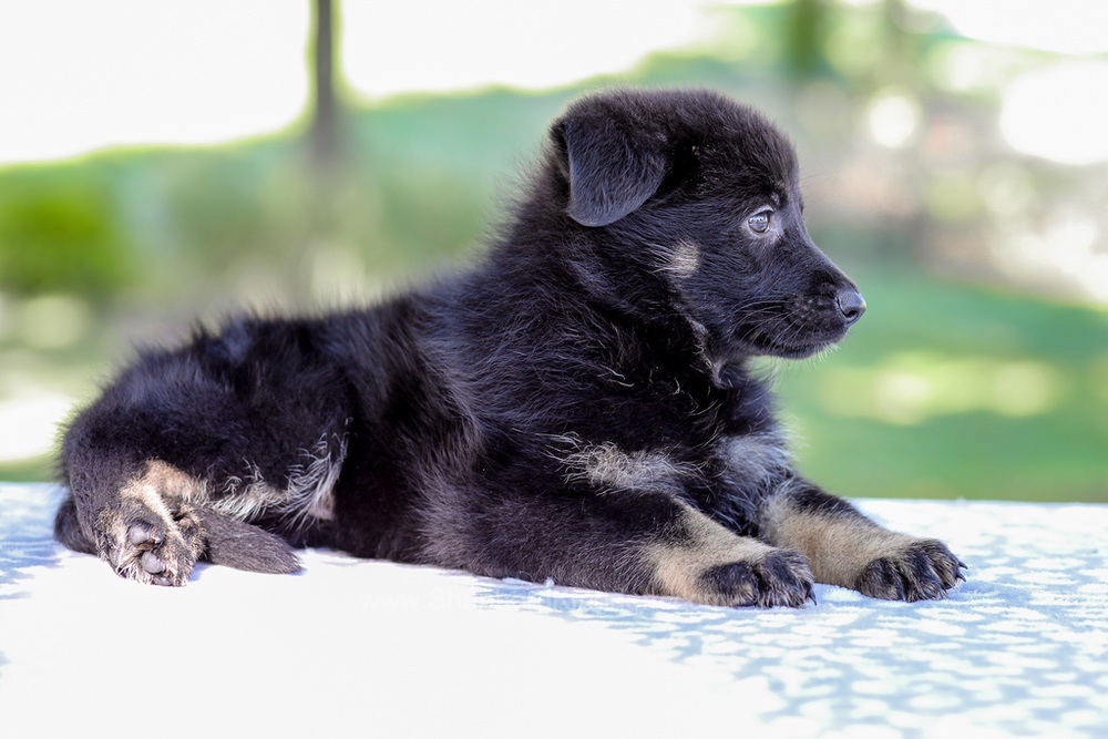 Wrenley Image of Wrenley, a German Shepherd puppy