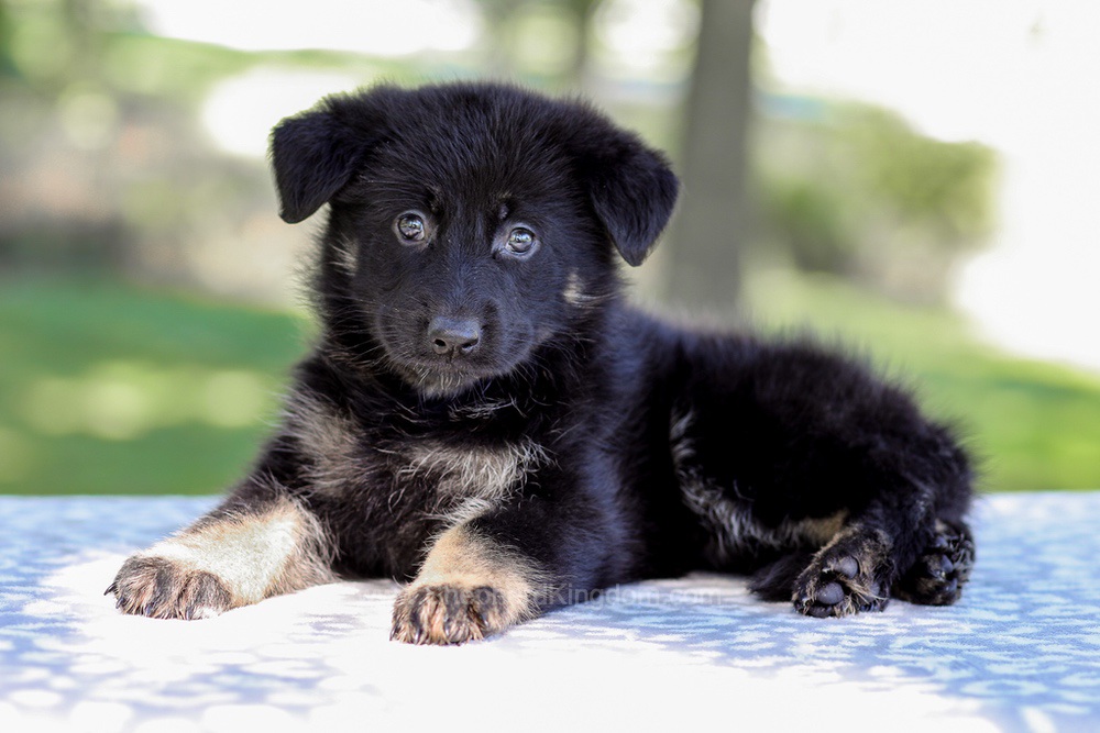 Wrenley Image of Wrenley, a German Shepherd puppy