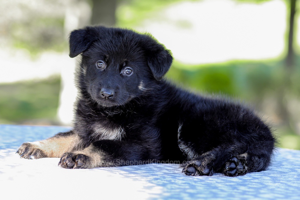 Wrenley Image of Wrenley, a German Shepherd puppy