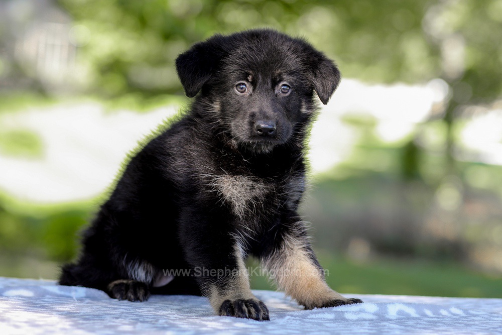 Wrenley Image of Wrenley, a German Shepherd puppy