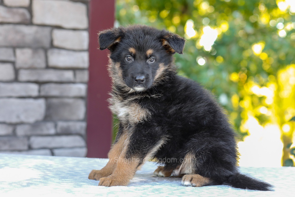 Zack Image of Zack, a German Shepherd puppy
