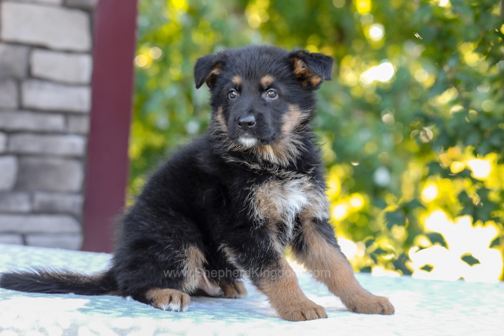 Zack Image of Zack, a German Shepherd puppy