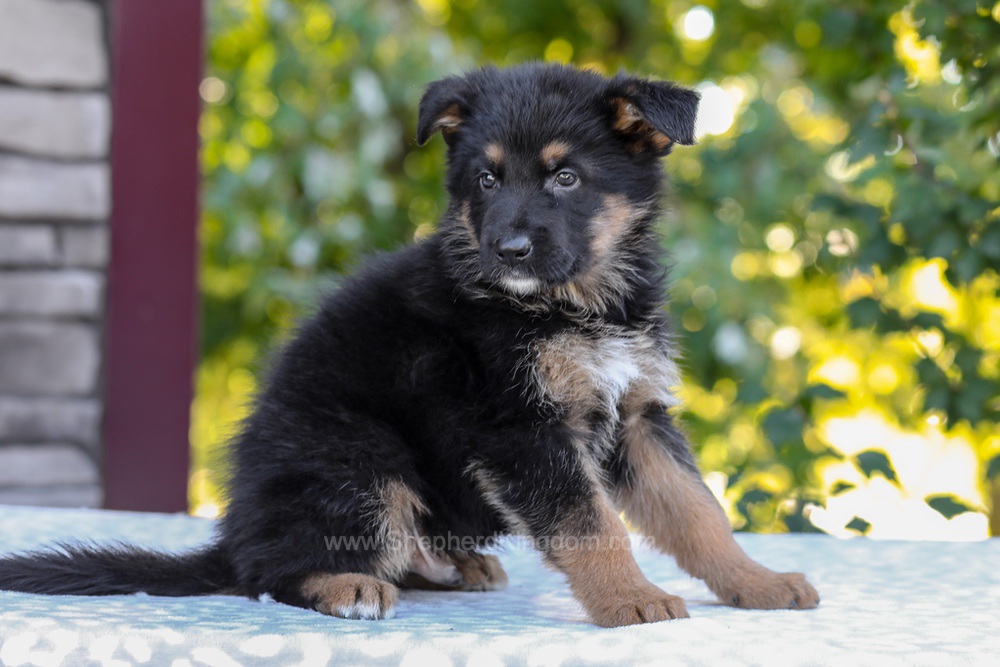 Zack Image of Zack, a German Shepherd puppy
