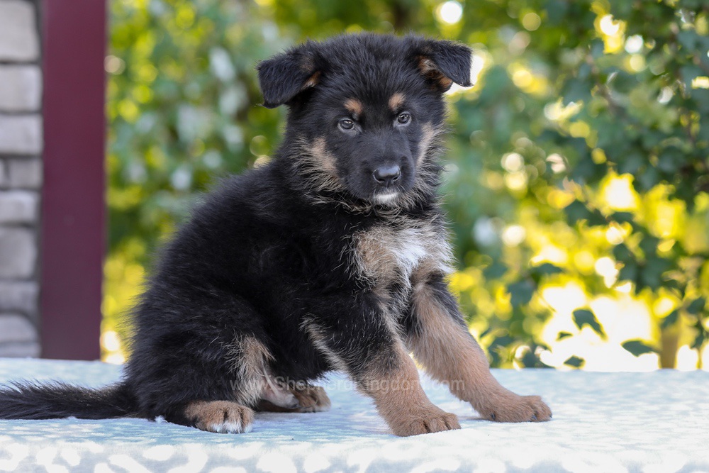 Zack Image of Zack, a German Shepherd puppy