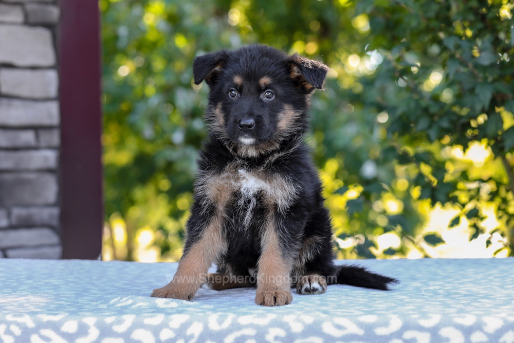 Zack Image of Zack, a German Shepherd puppy