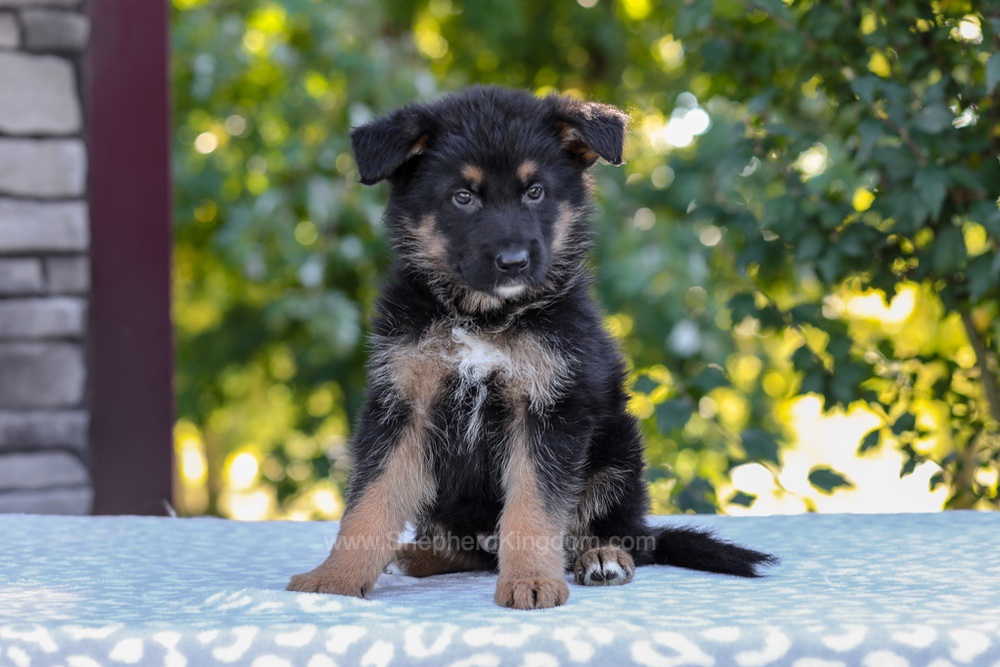 Zack Image of Zack, a German Shepherd puppy