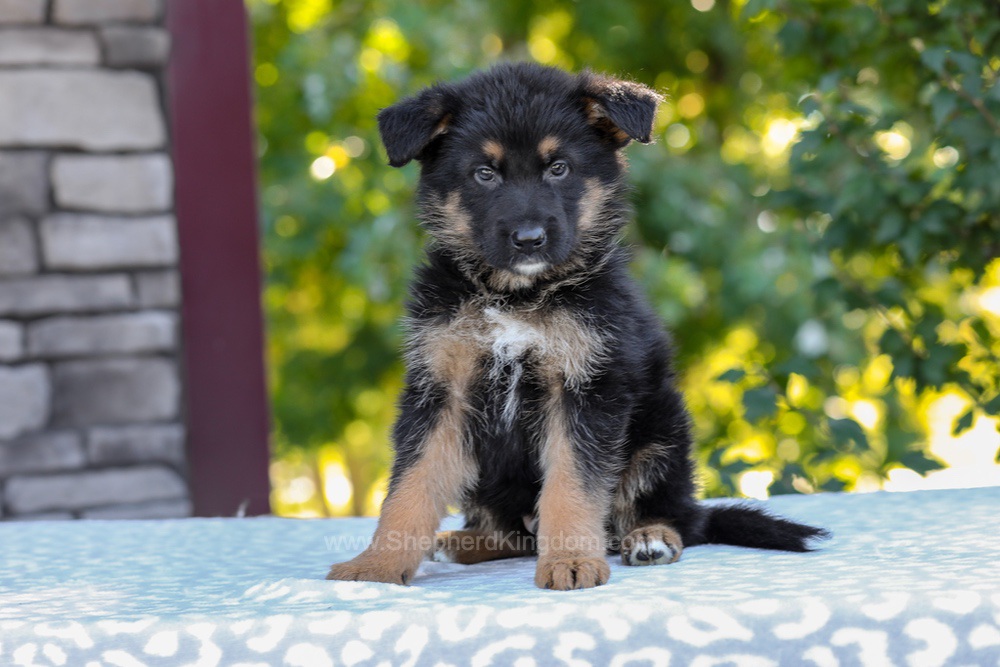 Zack Image of Zack, a German Shepherd puppy