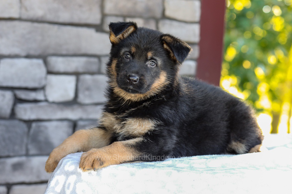 Zaina Image of Zaina, a German Shepherd puppy