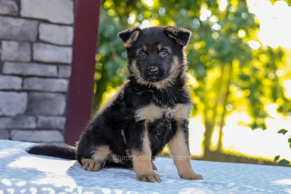 Zaina Image of Zaina, a German Shepherd puppy