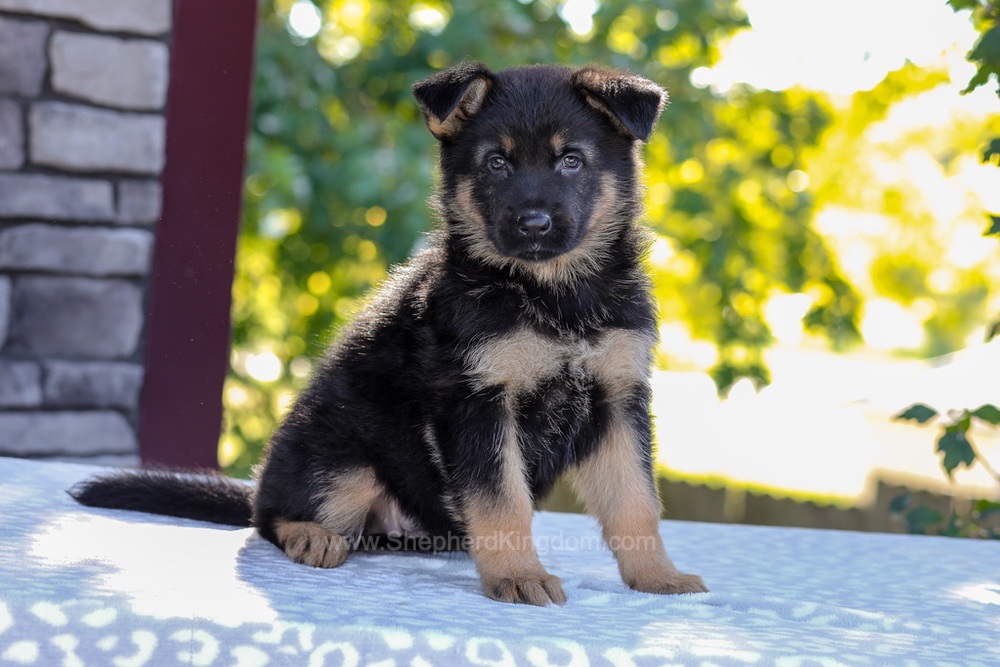 Zaina Image of Zaina, a German Shepherd puppy