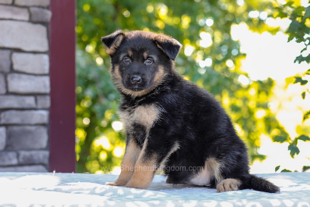 Zaina Image of Zaina, a German Shepherd puppy