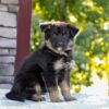 Image of Zara, a German Shepherd puppy