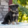 Image of Zara, a German Shepherd puppy